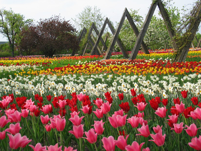 14. Mai Britzer Garten Tulpen – Schau &ndash; Friedrich Küter Pflegewohnpark in Berlin