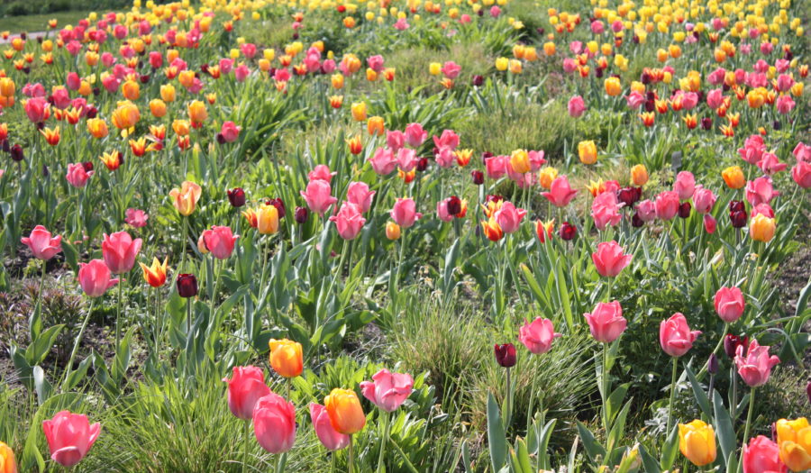 Ausflug in den Britzer Garten &ndash; Friedrich Küter Pflegewohnpark in Berlin